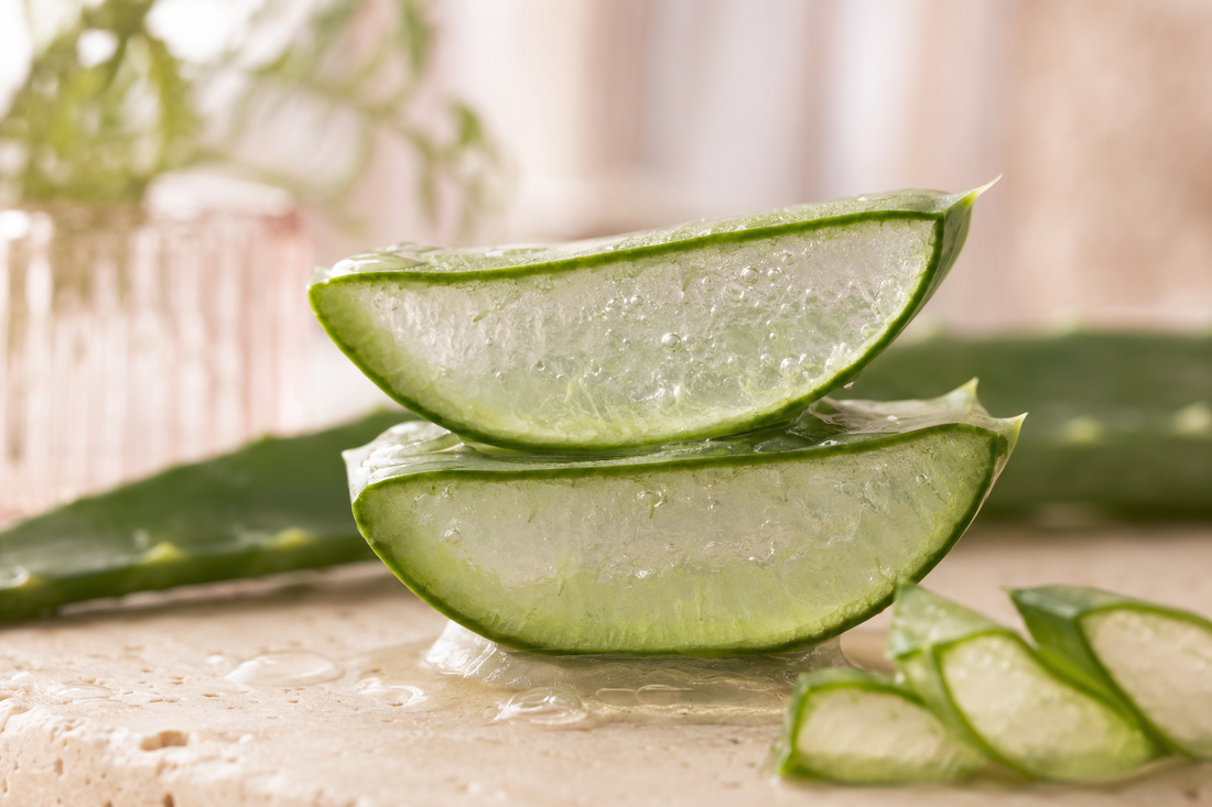 Fresh aloe vera leaves and soothing clear gel for skincare